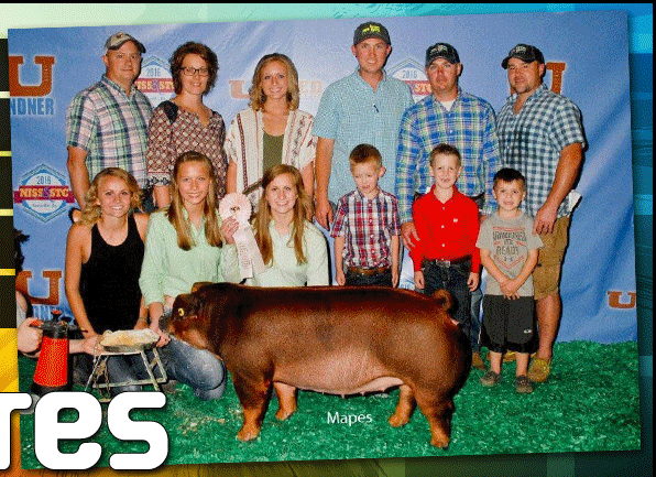 Tres Amigos Show Pigs : Rensselaer, IN