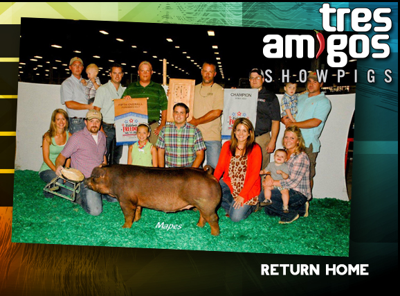 Tres Amigos Show Pigs