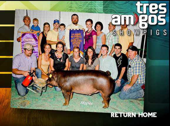 Tres Amigos Show Pigs