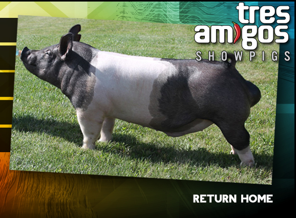 Tres Amigos Show Pigs