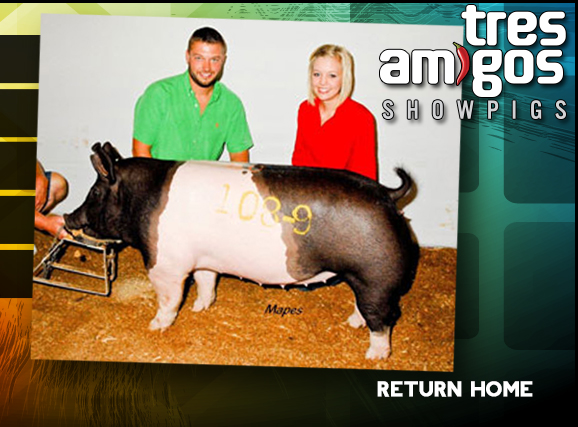 Tres Amigos Show Pigs