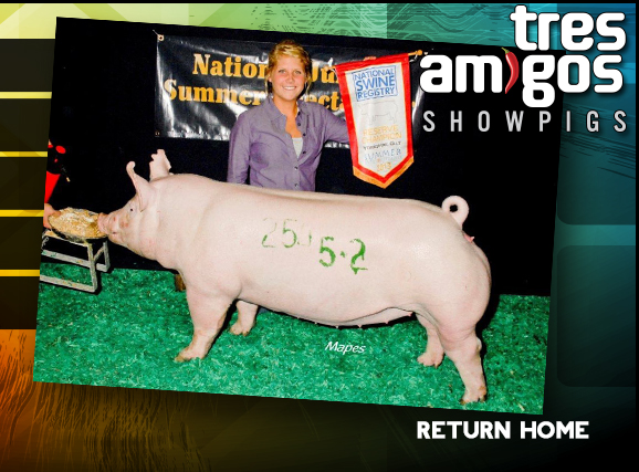Tres Amigos Show Pigs